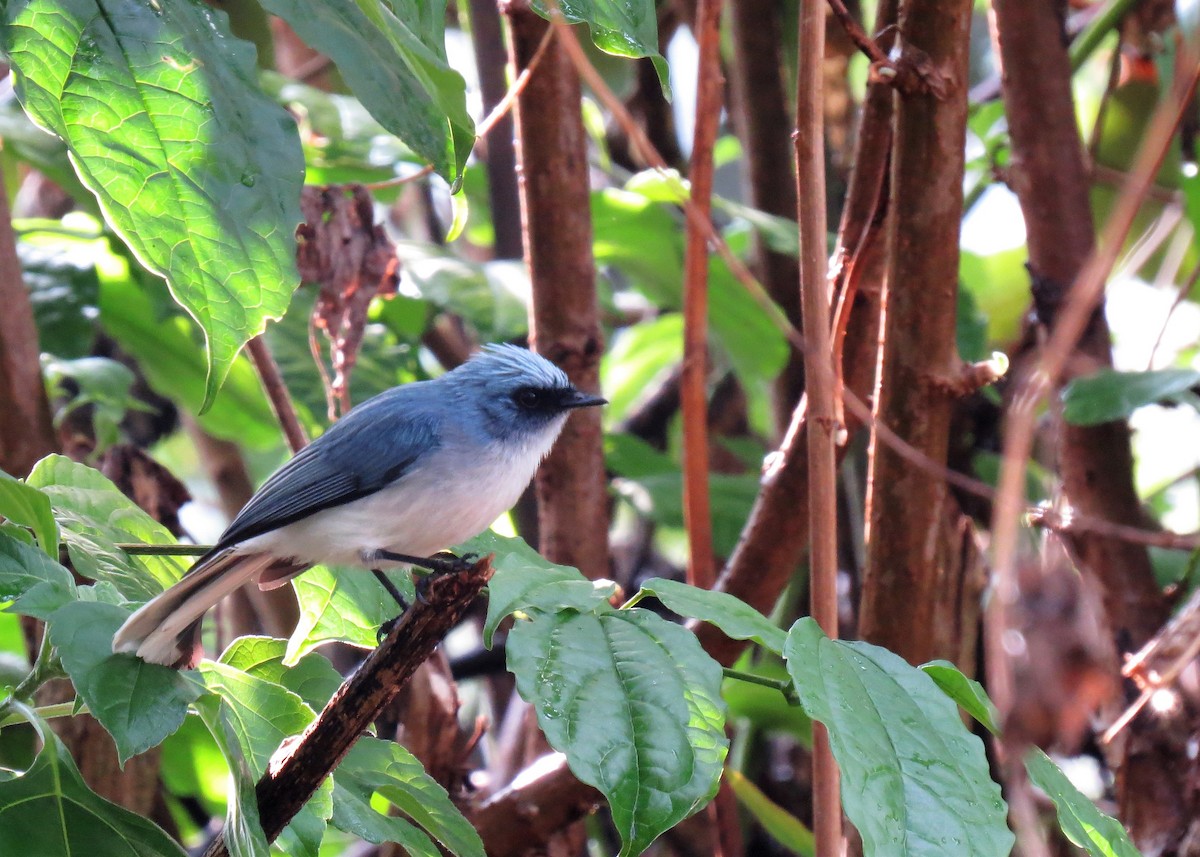 White-tailed Blue Flycatcher - Mark Smiles