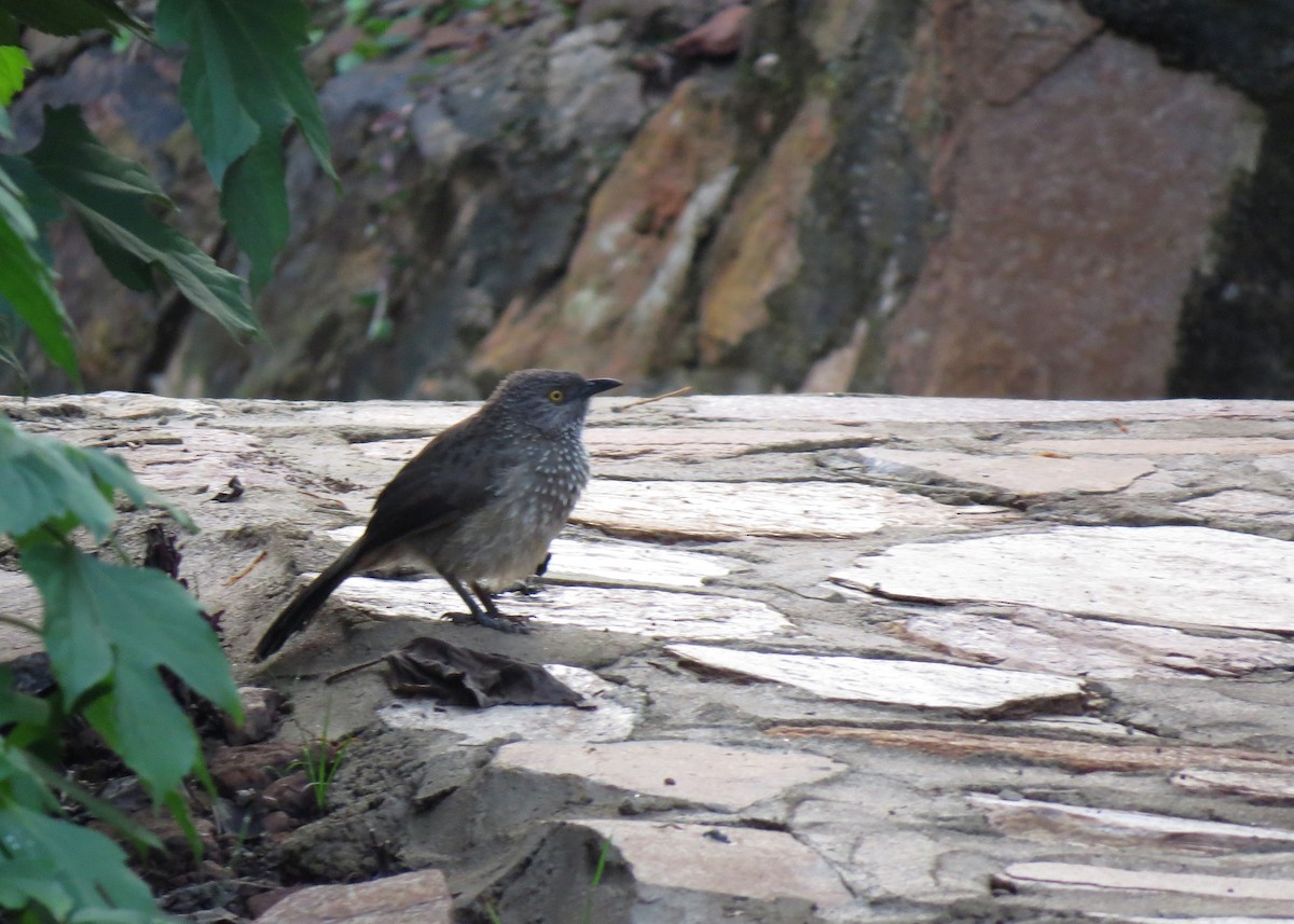 Arrow-marked Babbler - ML102452181