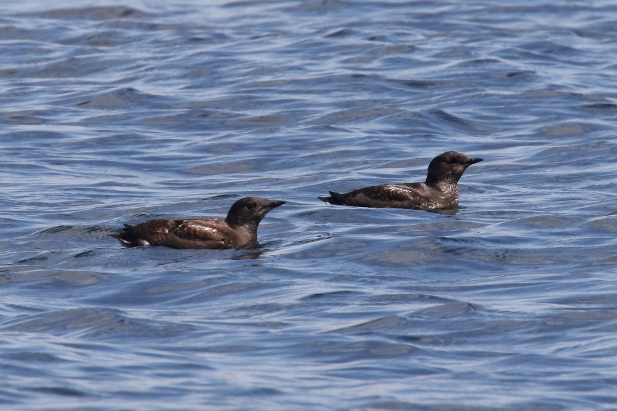 Marbled Murrelet - Noah Strycker