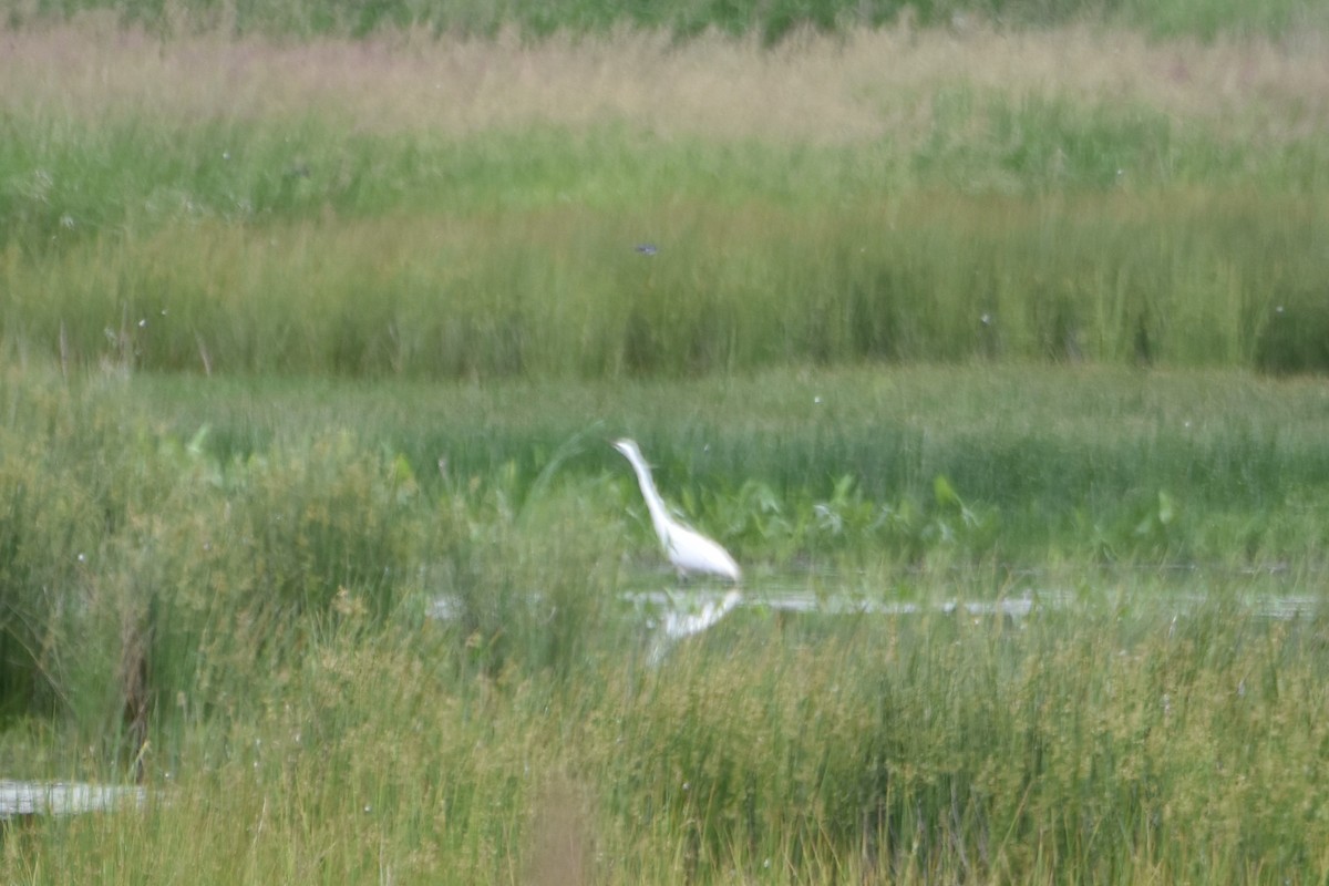 Great Egret - ML102453841