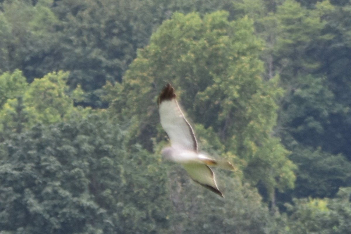 Northern Harrier - ML102453911