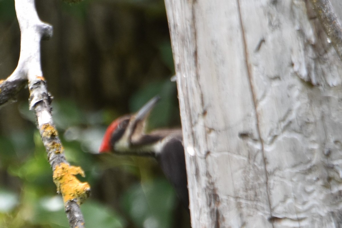 Pileated Woodpecker - ML102454181