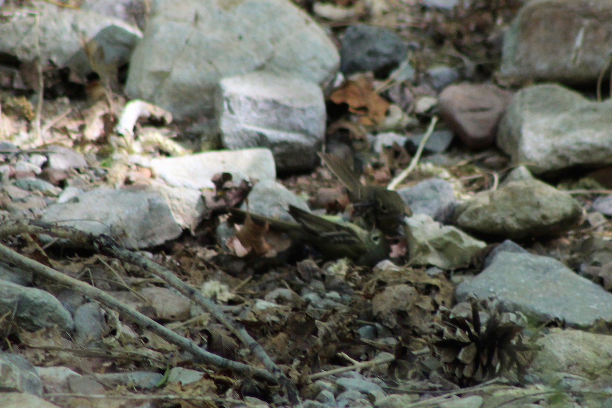 Western Flycatcher (Cordilleran) - ML102455381