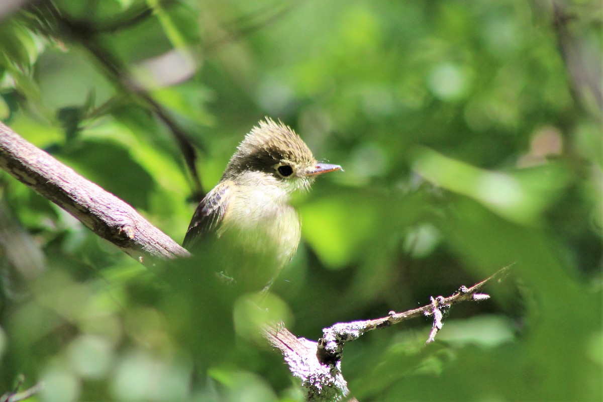 Western Flycatcher (Cordilleran) - ML102455391