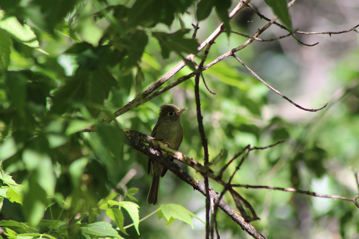 Western Flycatcher (Cordilleran) - ML102455401