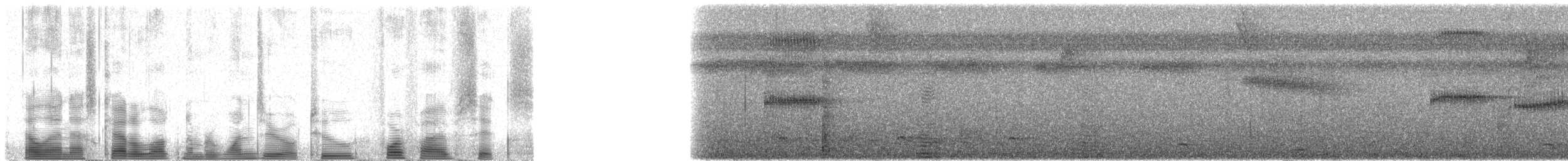 korthaleknøttyrann - ML102456