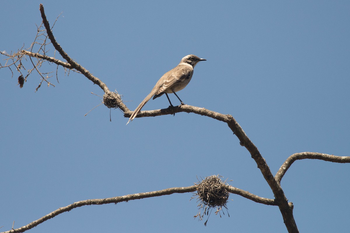 Long-tailed Mockingbird - Nige Hartley