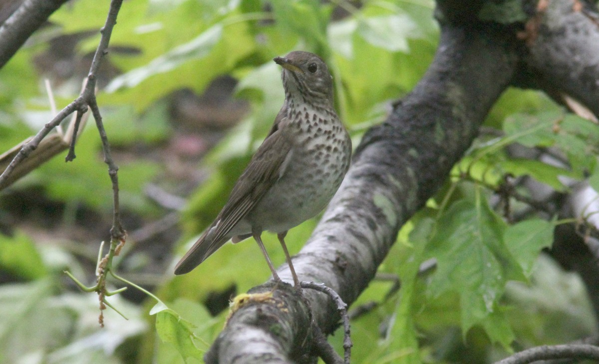 Gray-cheeked Thrush - ML102457411