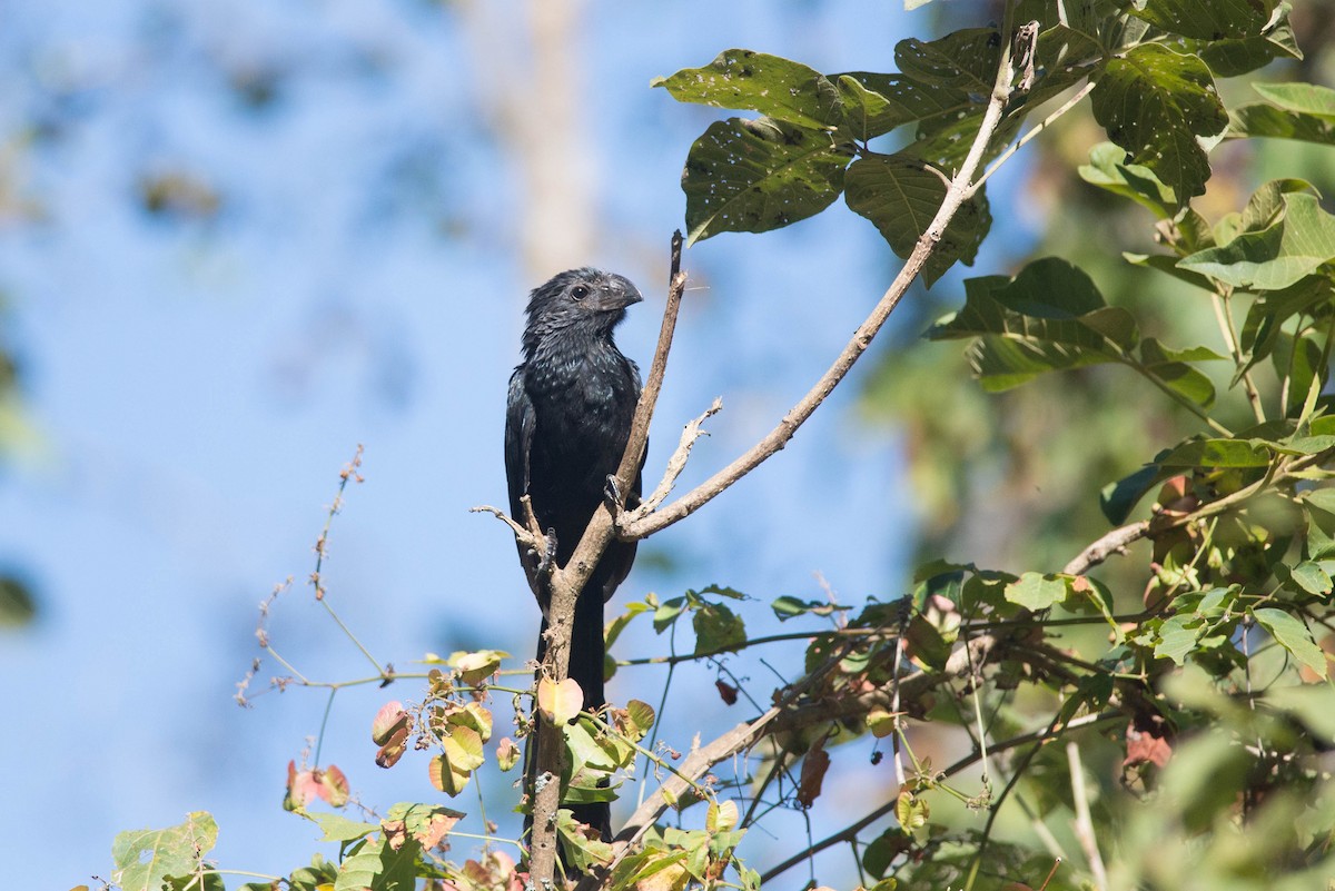 Groove-billed Ani - ML102457441