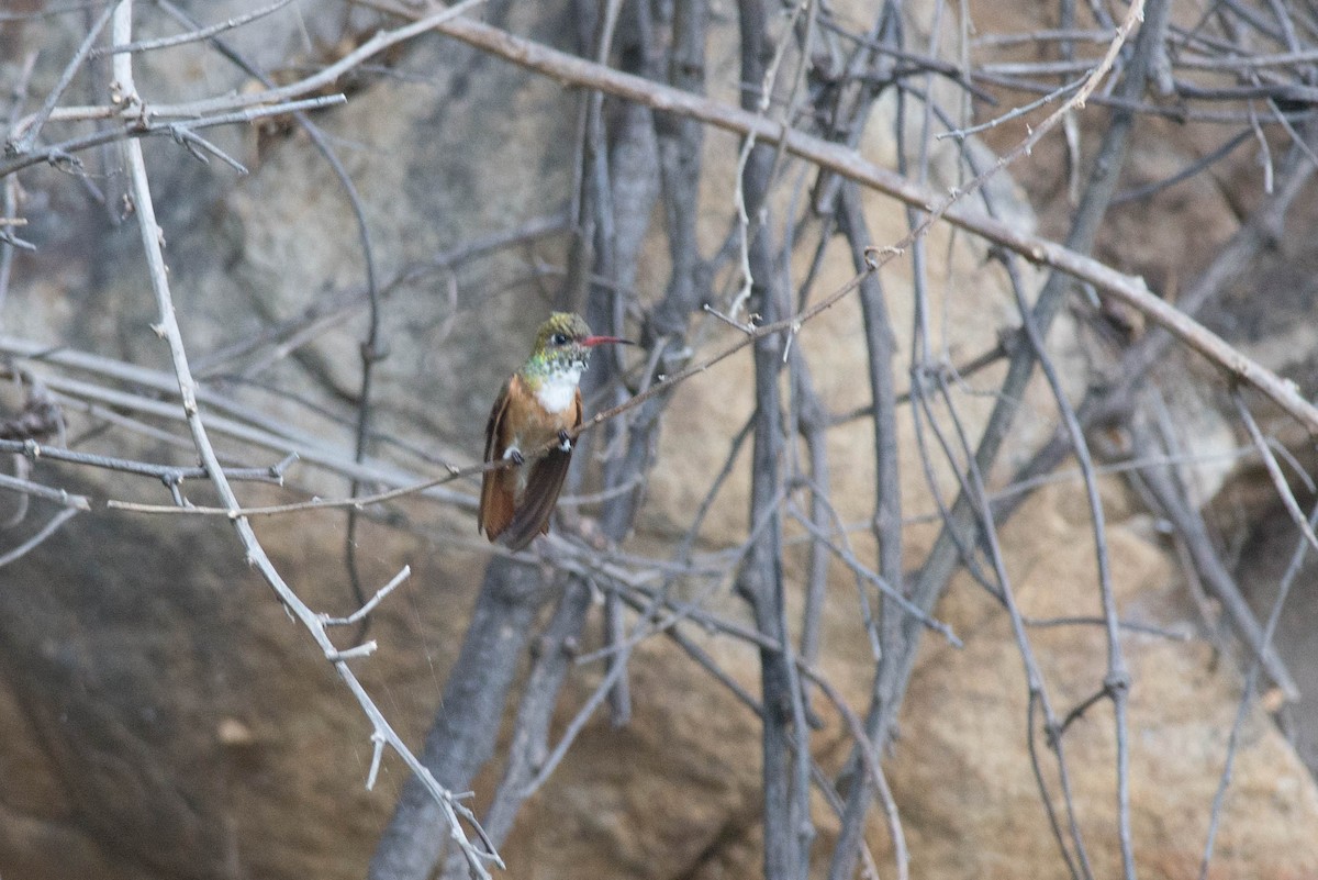 Amazilia Hummingbird - ML102457721