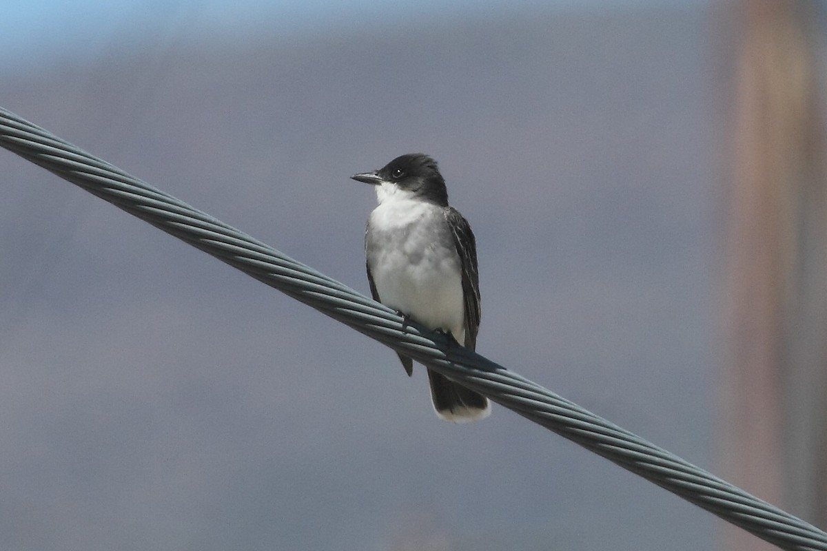 Eastern Kingbird - ML102457891