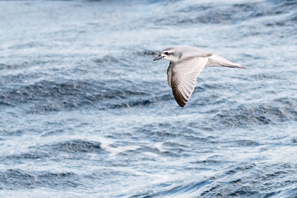 Antarctic Prion - ML102458871