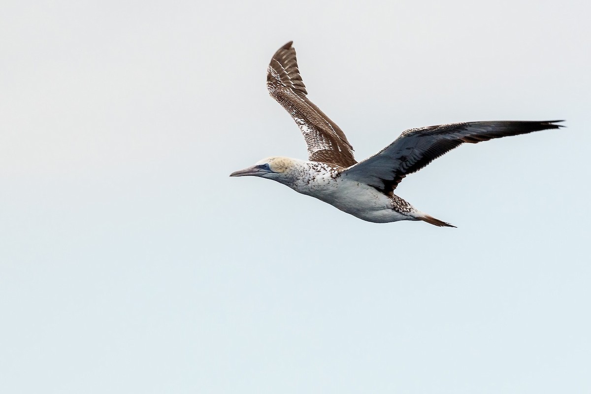 Australasian Gannet - Malcolm Graham