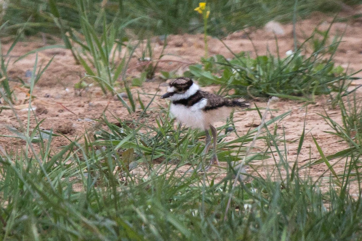 Killdeer - Tanner Martin