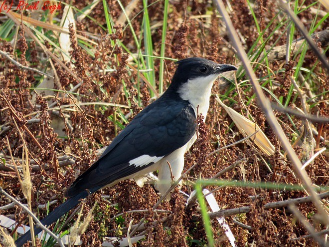 Pied Cuckoo - ML102461491