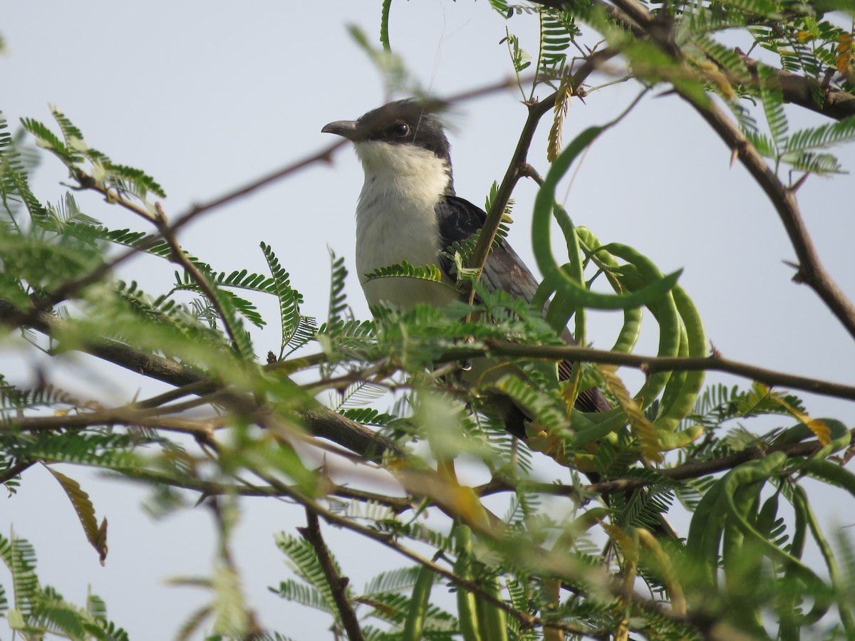 Pied Cuckoo - ML102461501