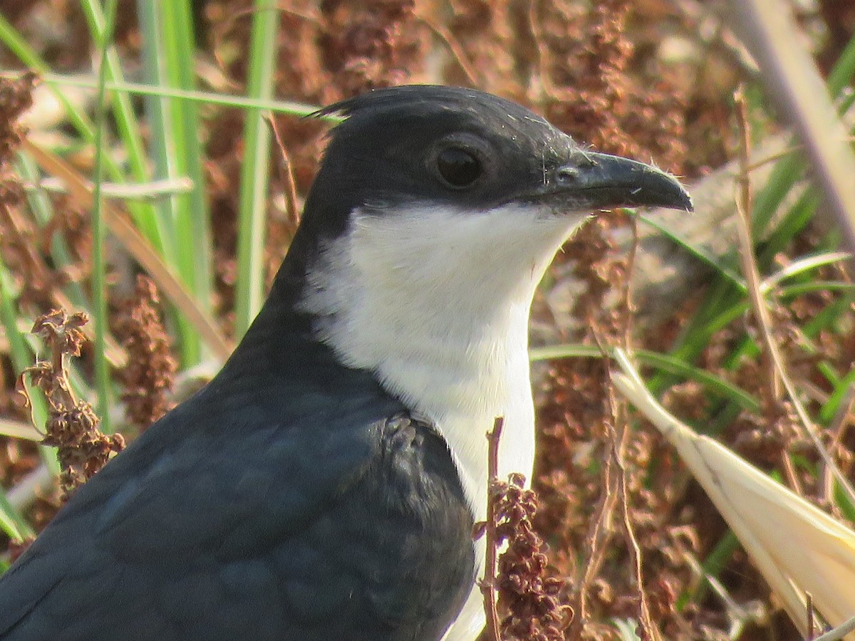 Pied Cuckoo - ML102461511