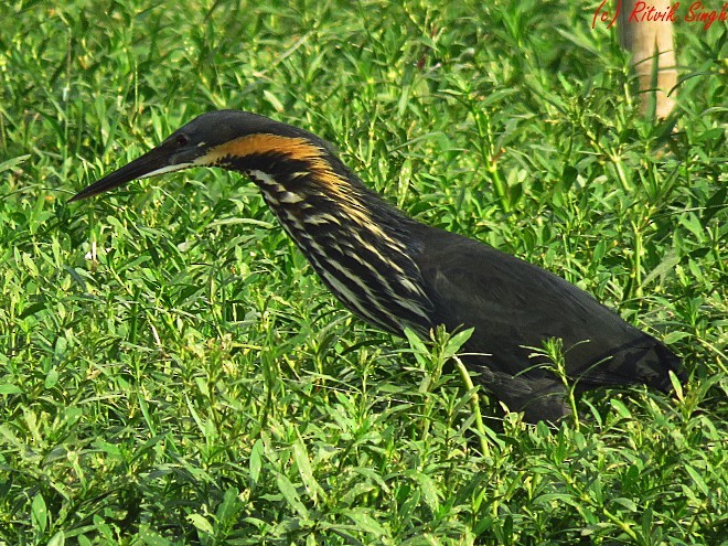 Black Bittern - Ritvik Singh