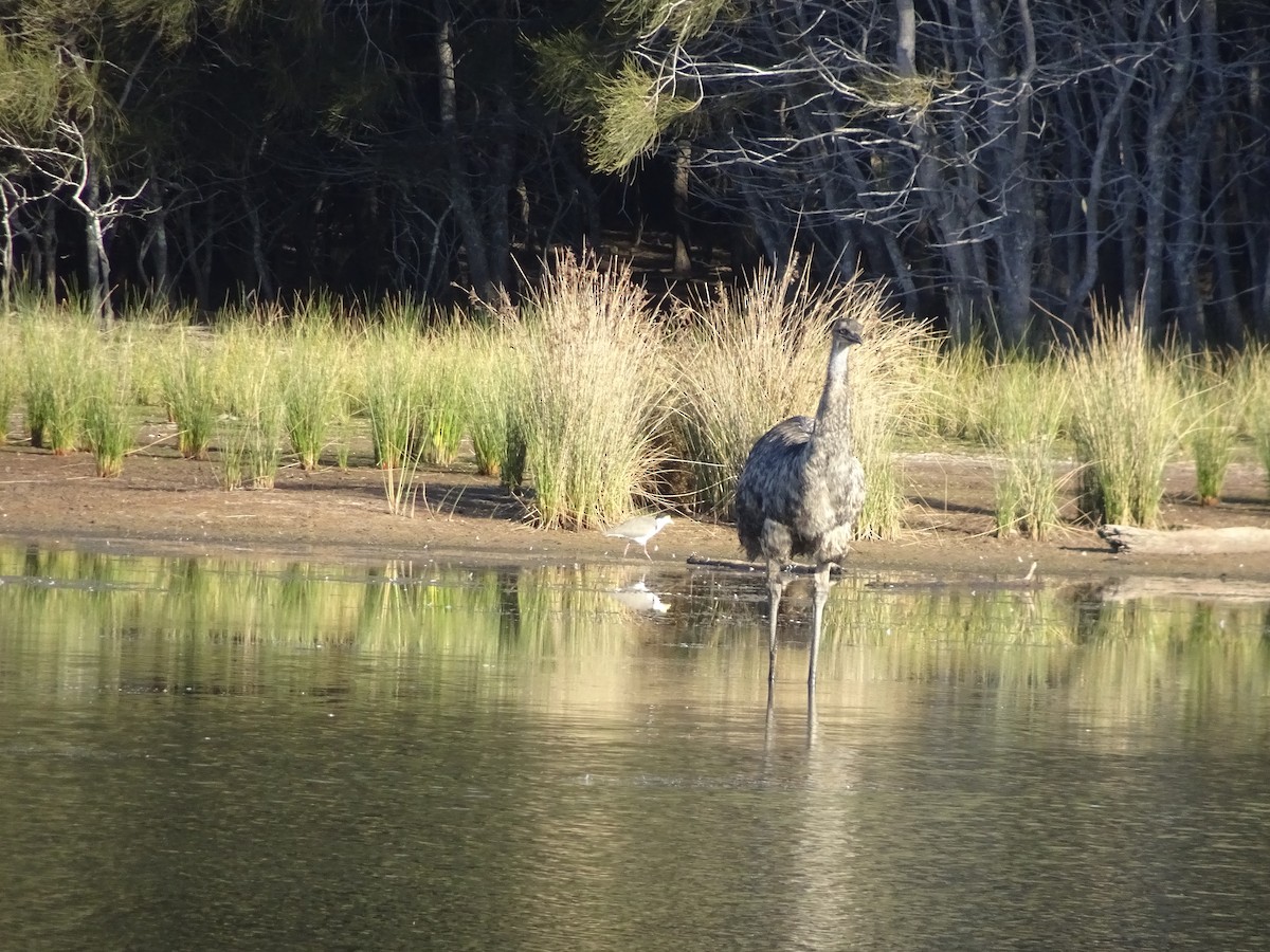 emu hnědý - ML102462741