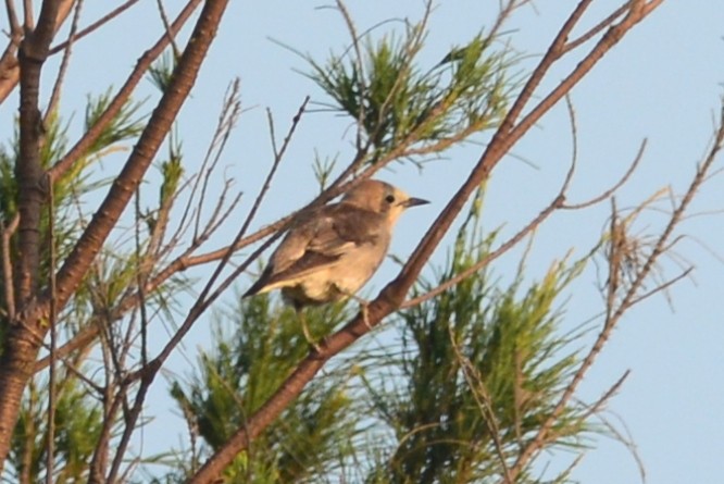 Chestnut-cheeked Starling - ML102463001