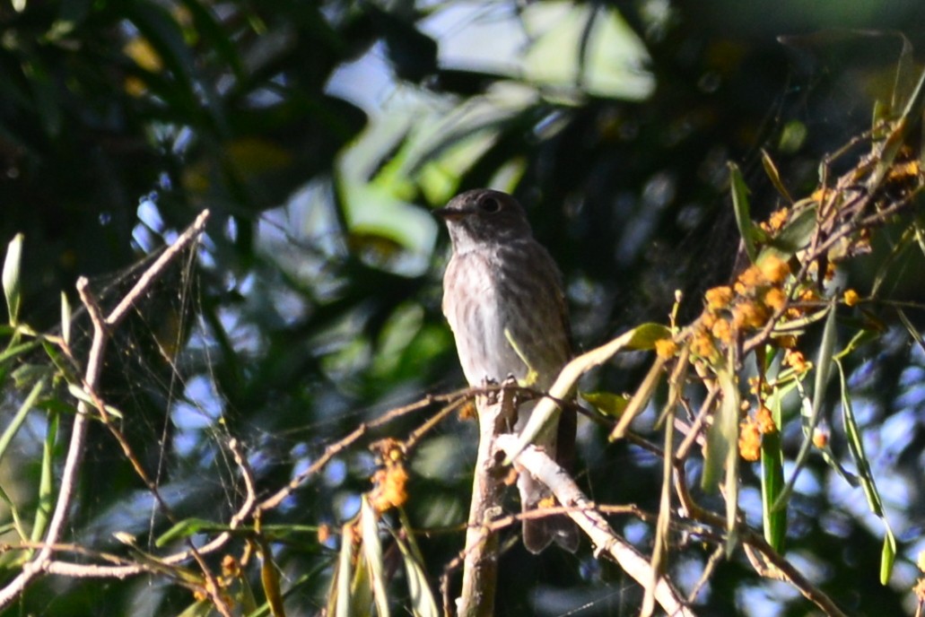 Dark-sided Flycatcher - ML102463131