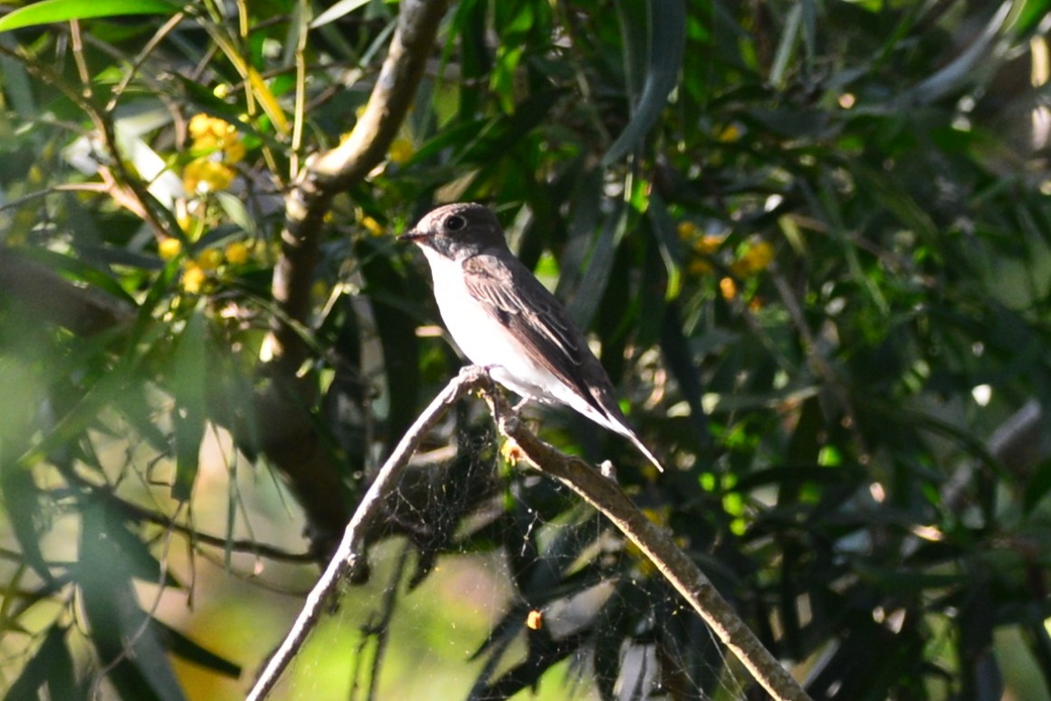 Dark-sided Flycatcher - ML102463141