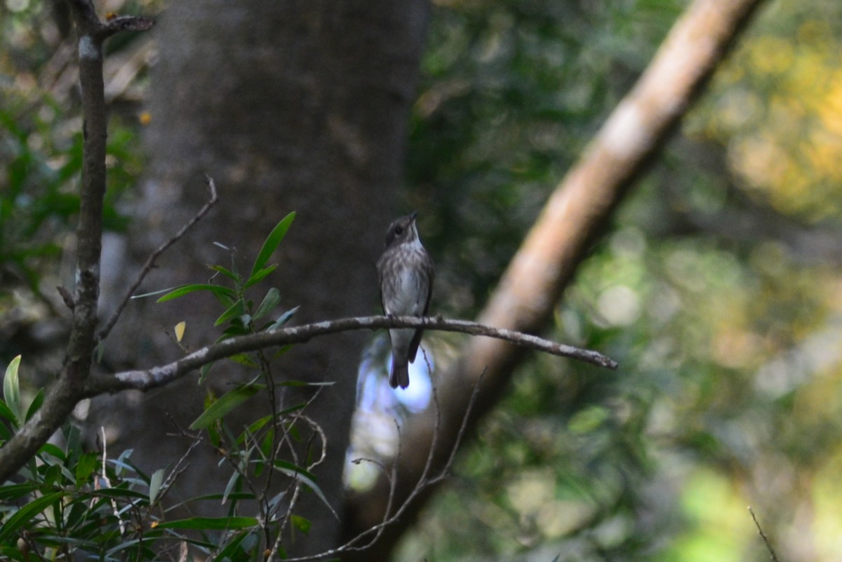 Dark-sided Flycatcher - ML102463221