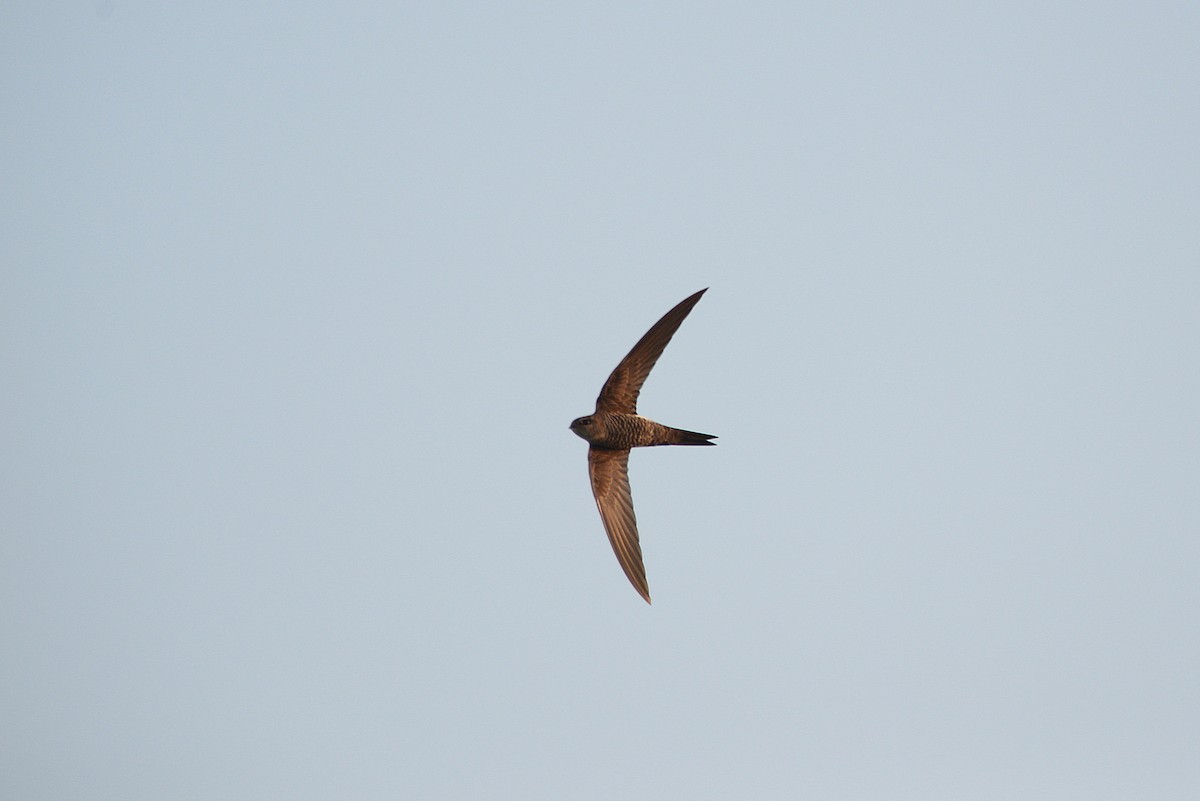 Pacific Swift - ML102463431