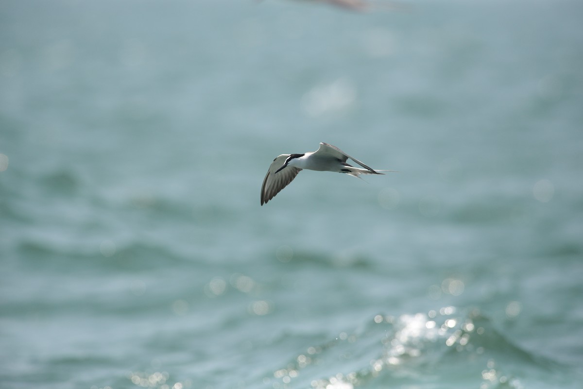 Bridled Tern - ML102464601