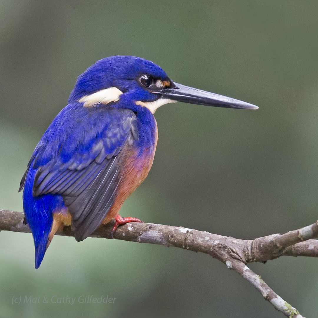 Azure Kingfisher - Mat Gilfedder