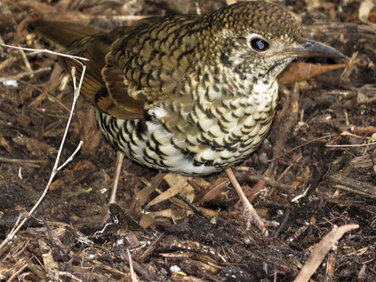 Bassian Thrush - ML102465661