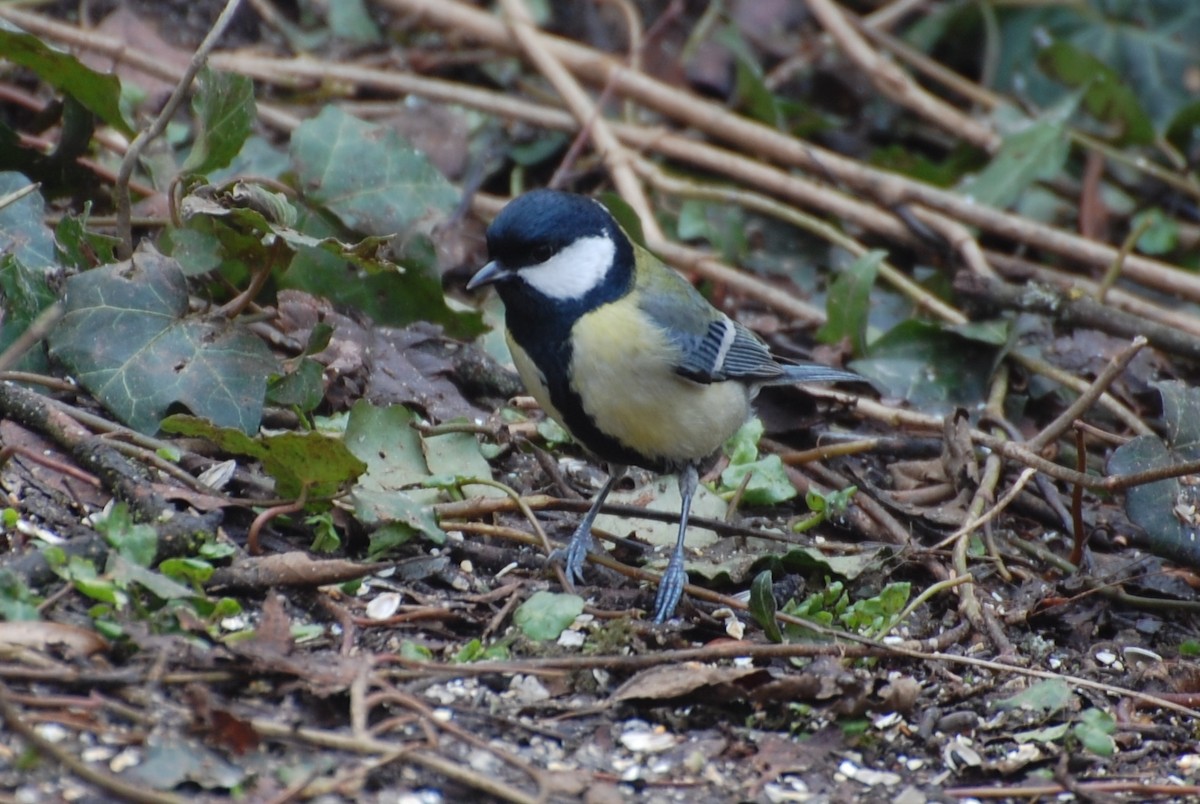 Great Tit - ML102466451