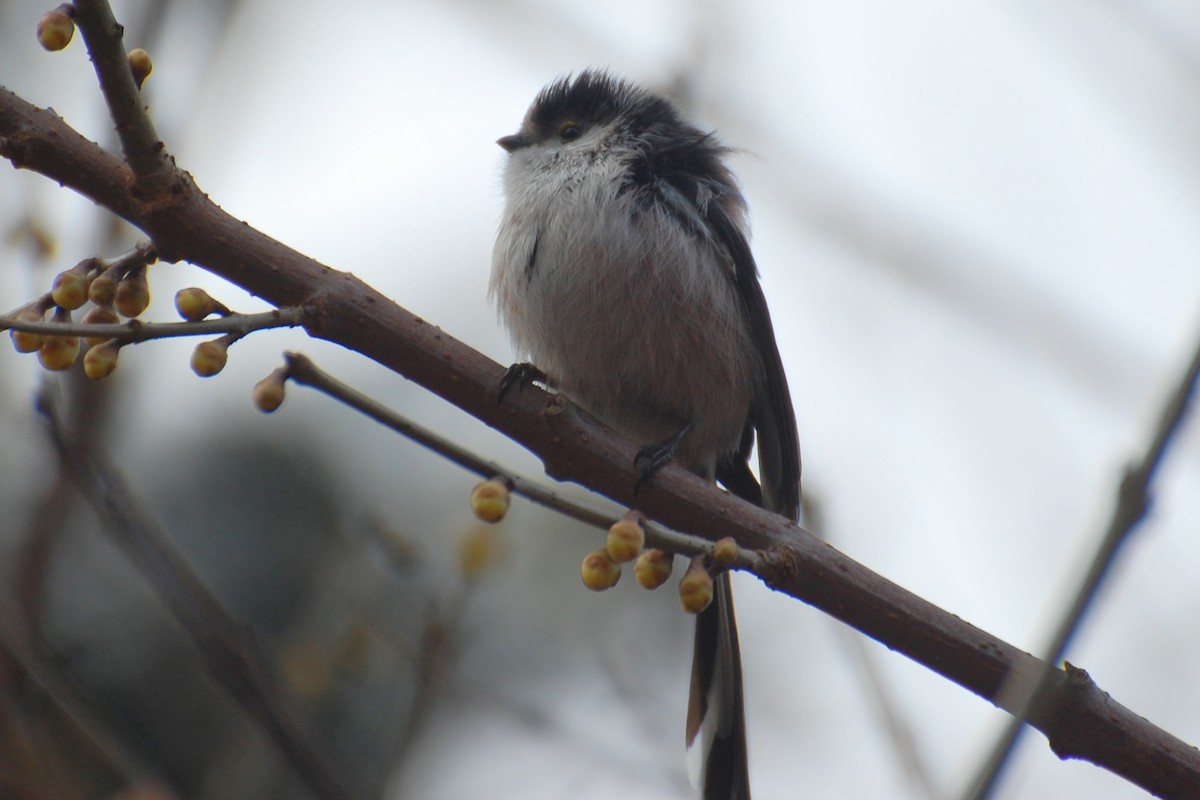 Long-tailed Tit - ML102466491