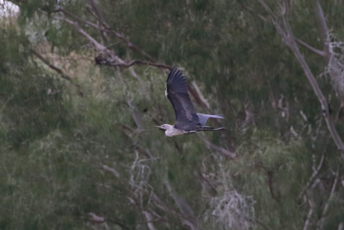 Pacific Heron - ML102466951