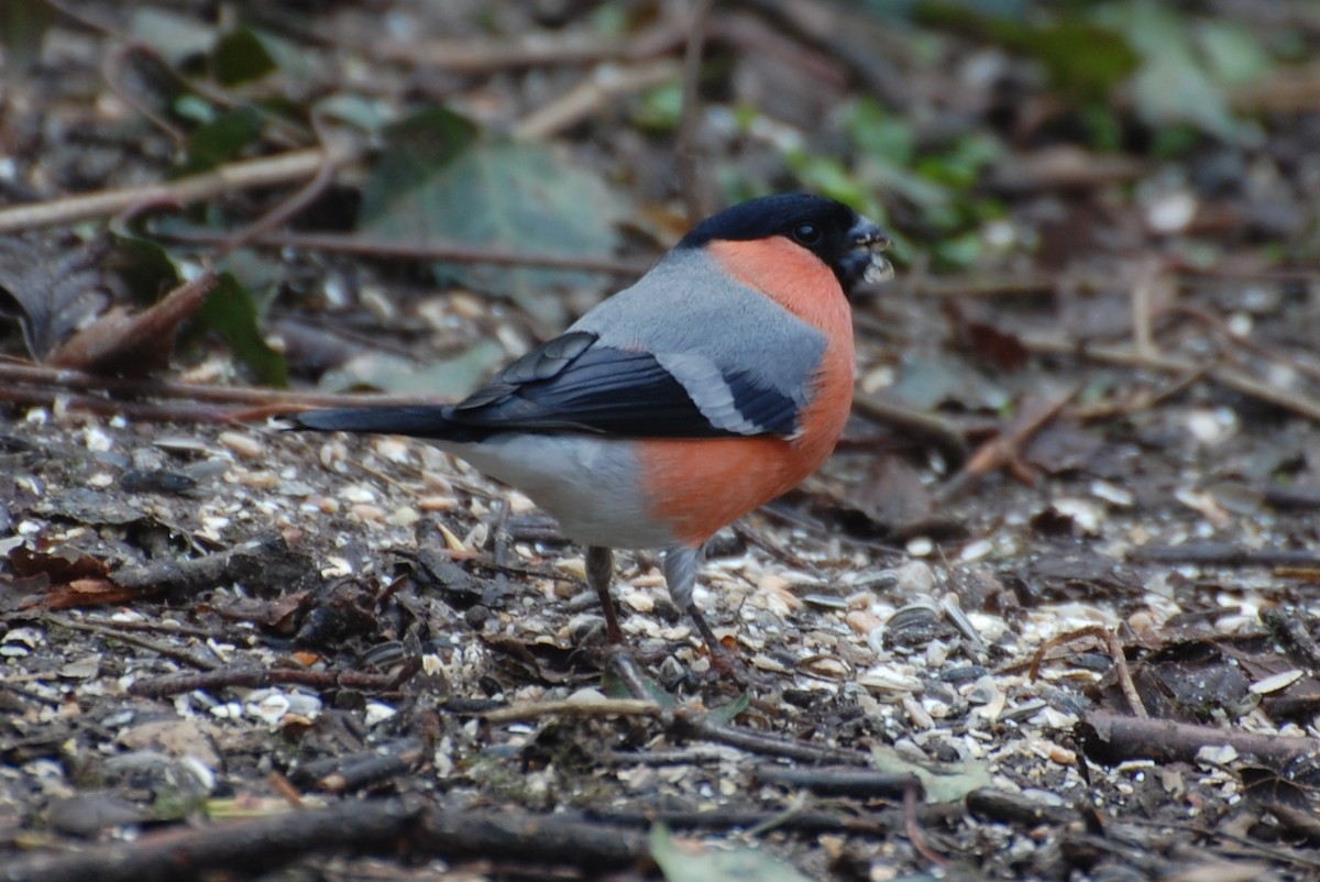 Eurasian Bullfinch - ML102467061