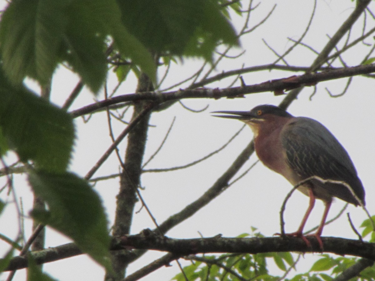 Green Heron - Nancy Brown