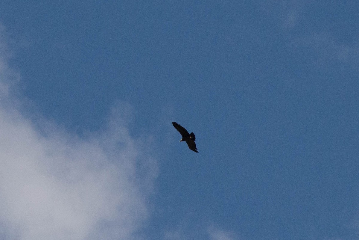 Condor des Andes - ML102469031