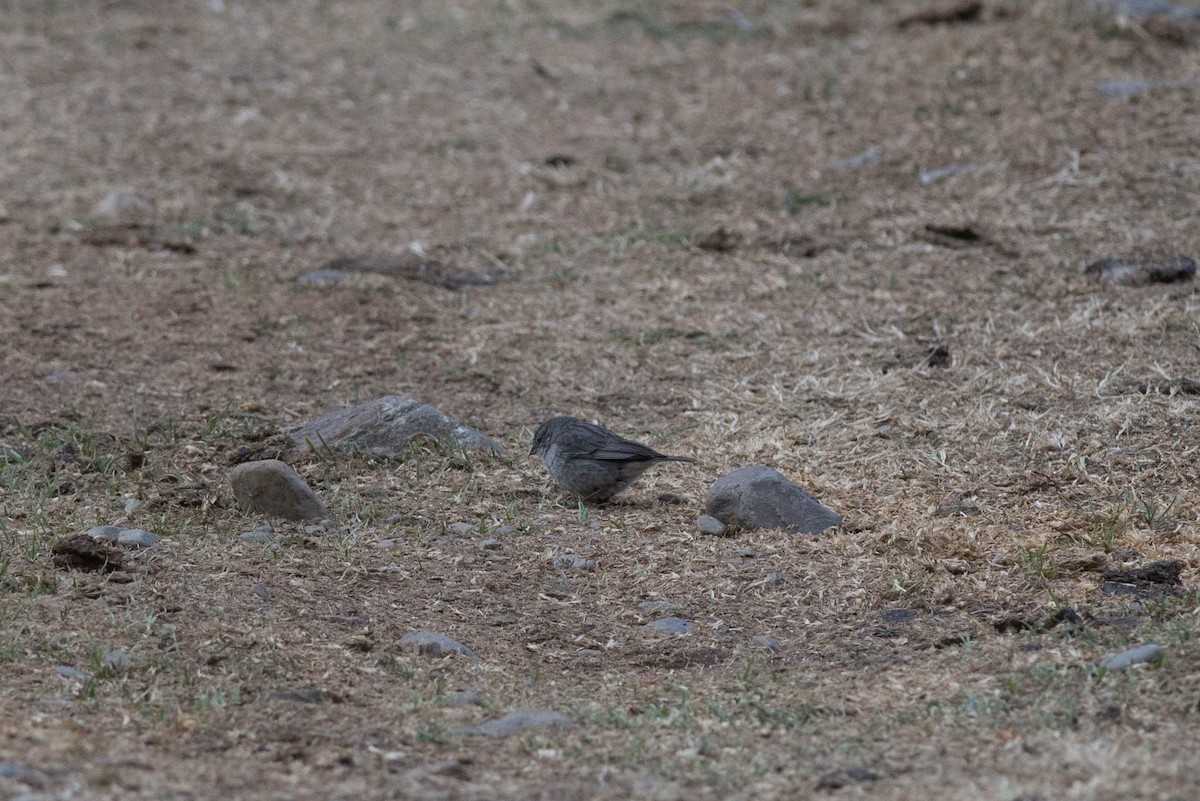 Plumbeous Sierra Finch - Nige Hartley