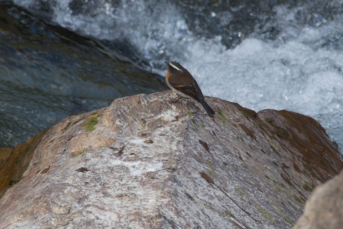 Rufous-breasted Chat-Tyrant - ML102469141