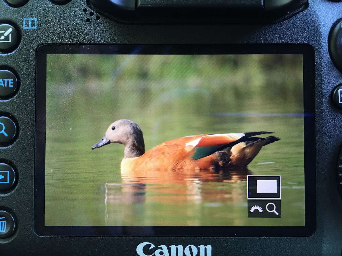 South African Shelduck - ML102469301