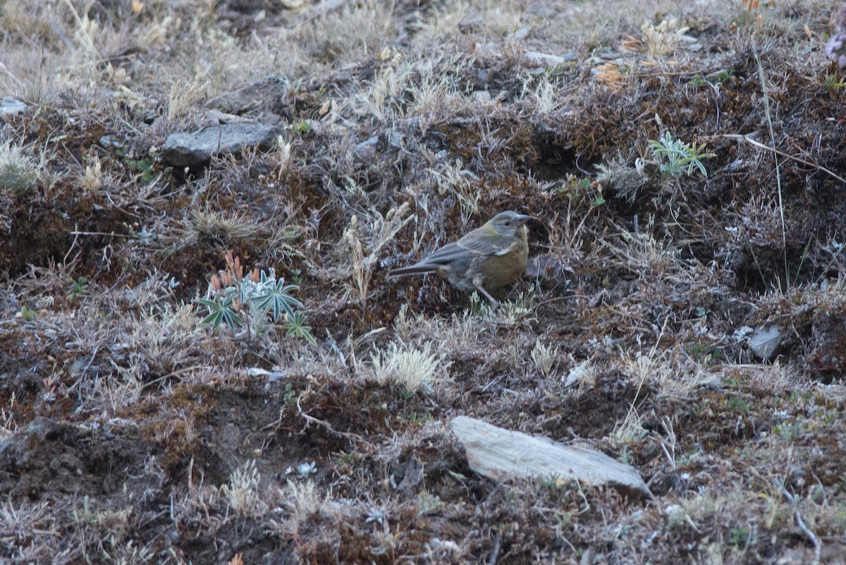 Peruvian Sierra Finch - ML102469461