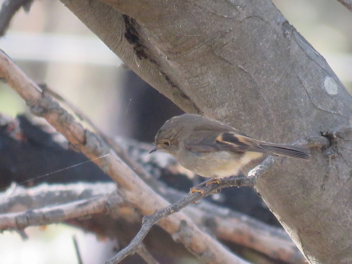 Petroica Rosada - ML102469601