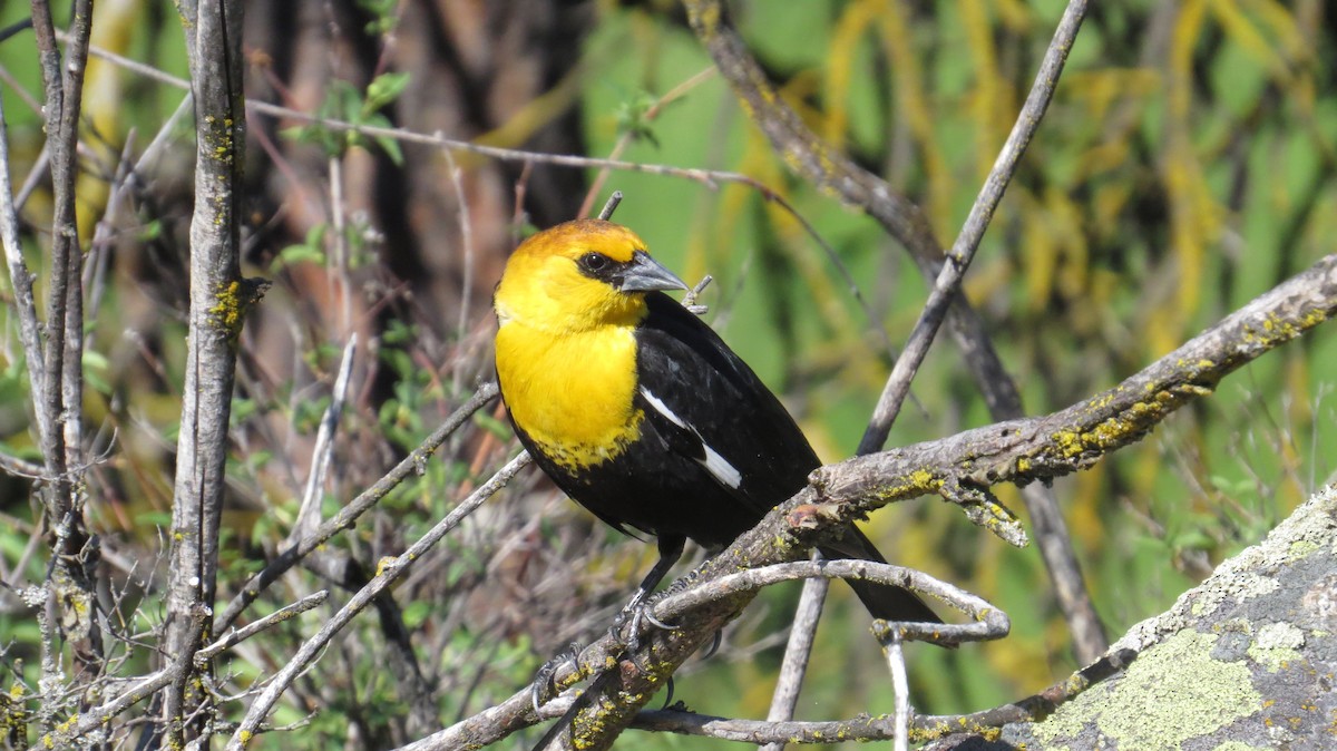 Yellow-headed Blackbird - John G Woods