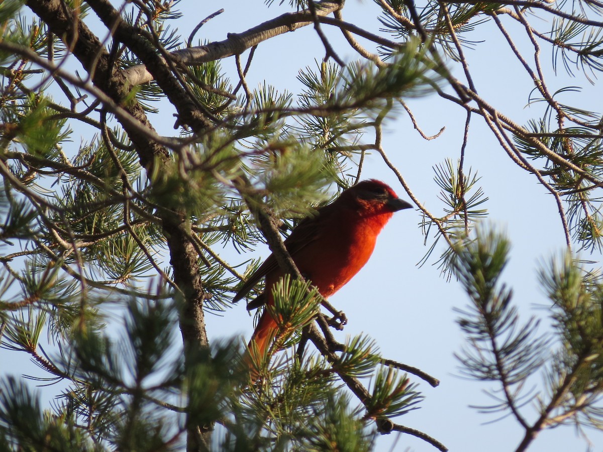 Hepatic Tanager - ML102469911