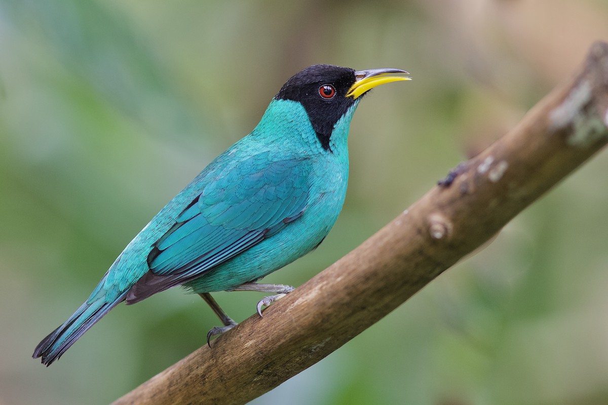 Mielerito Verde - ML102470021