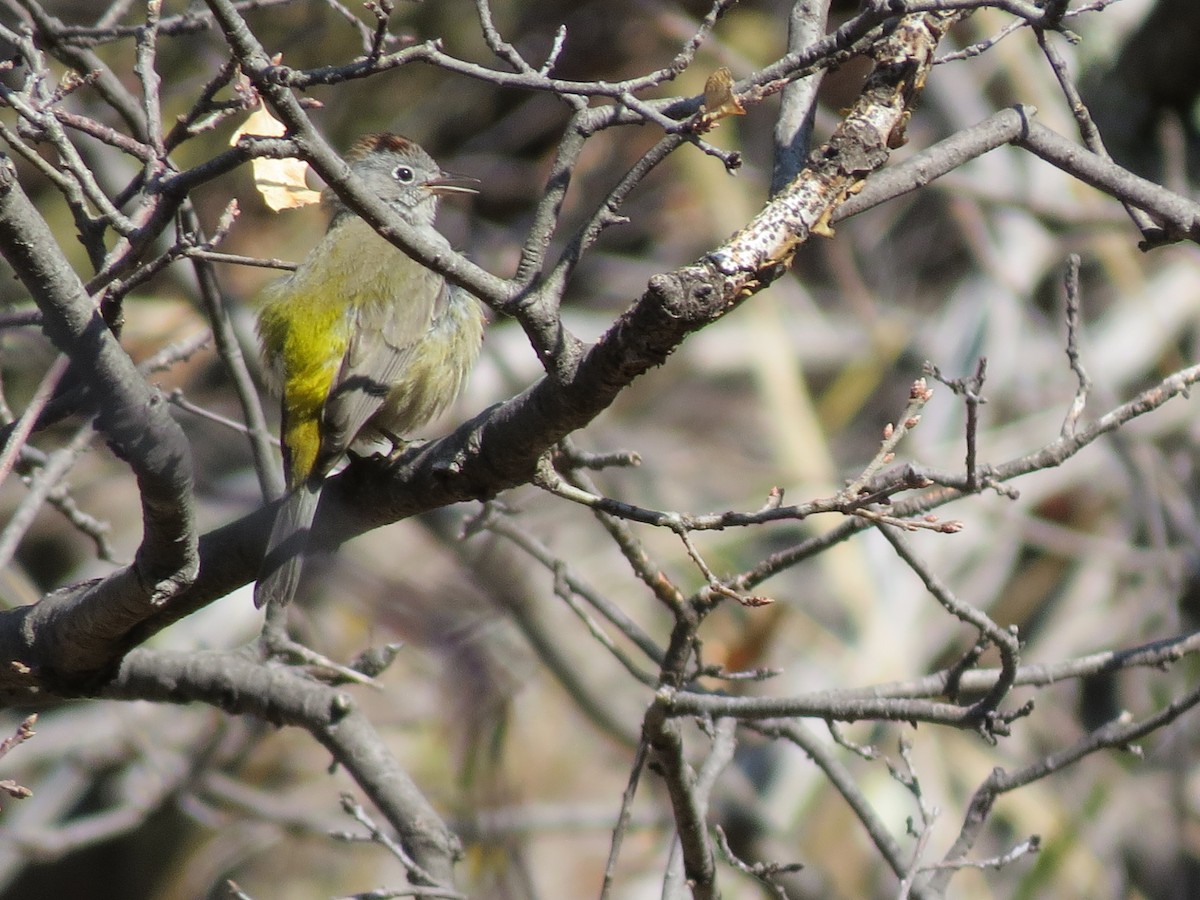 Colima Warbler - ML102470131