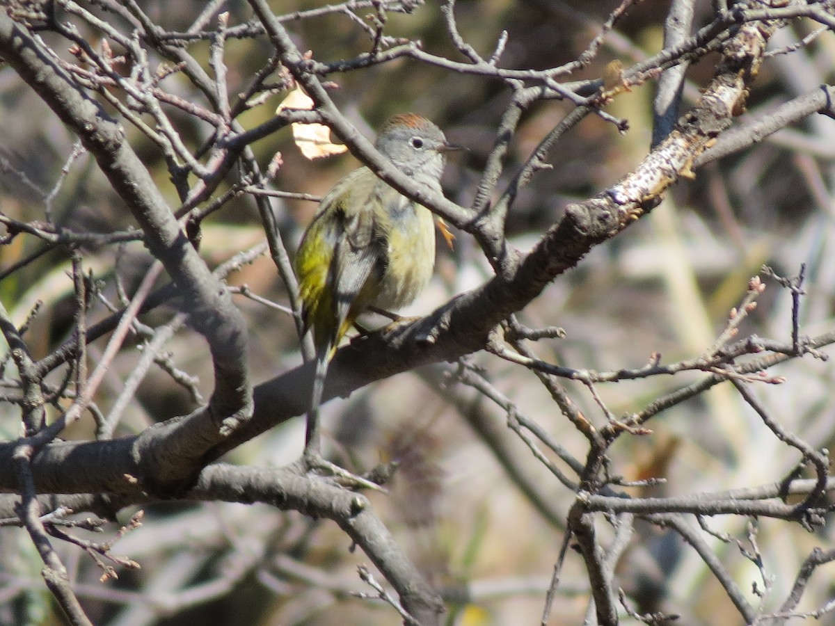 Colima Warbler - ML102470141