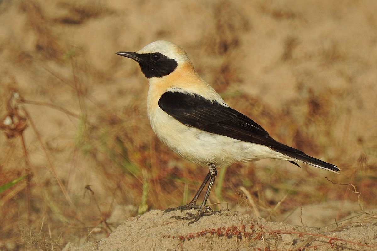Western Black-eared Wheatear - Rui Jorge