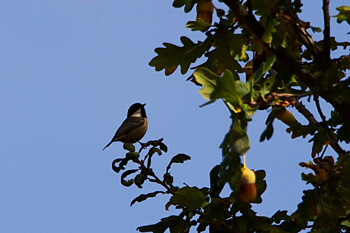 Coal Tit - ML102470301