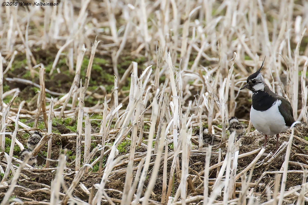 Northern Lapwing - Yann Kolbeinsson